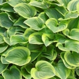 Kada i kako razmnožavati domaćina dijeljenjem grma